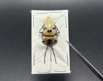 Eucorysses grandis, Skull Face Bug A1 Grade