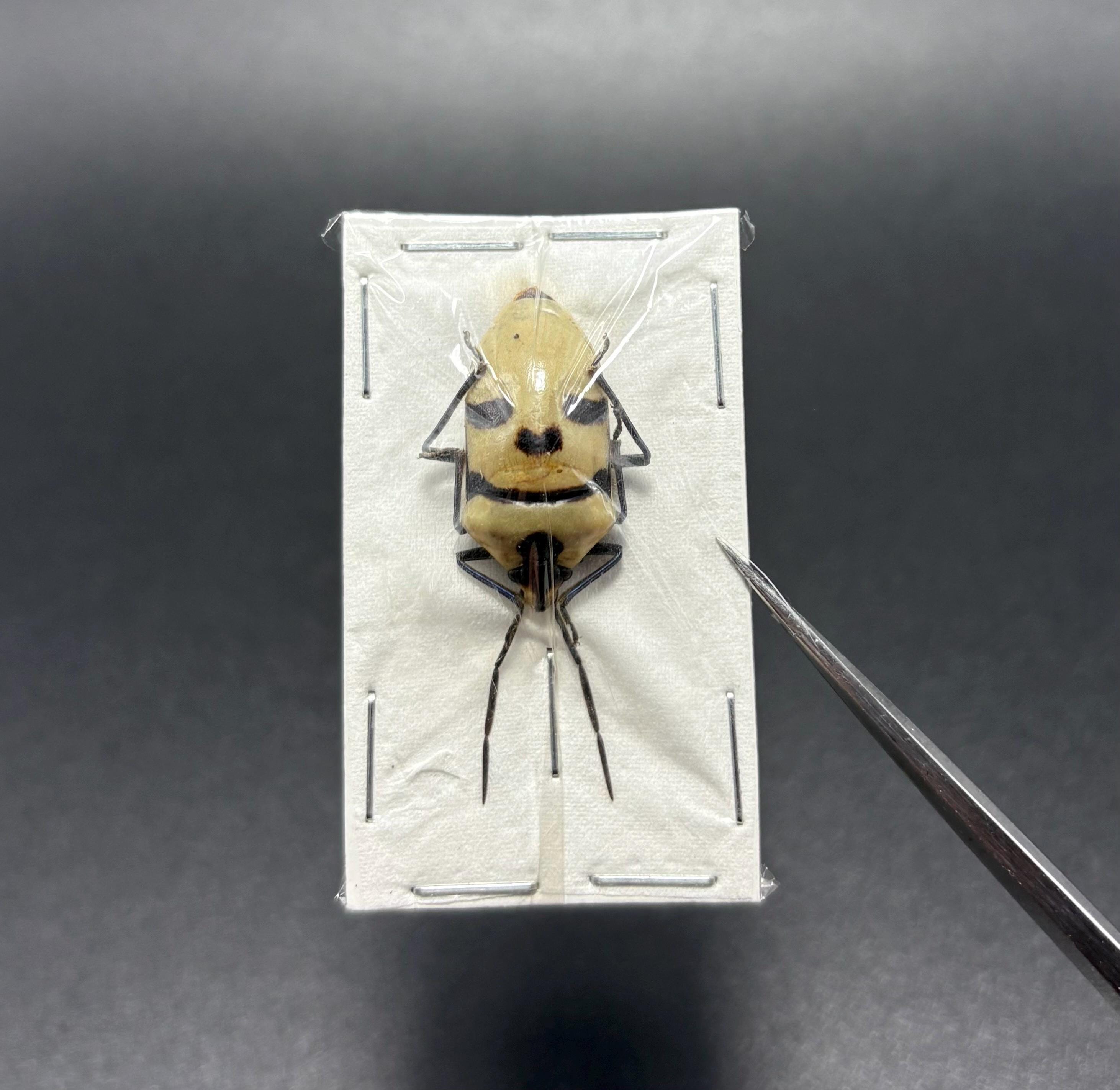 標本 Very Rare Mecosarthron buphagus 65mm RareInsect - Etsy