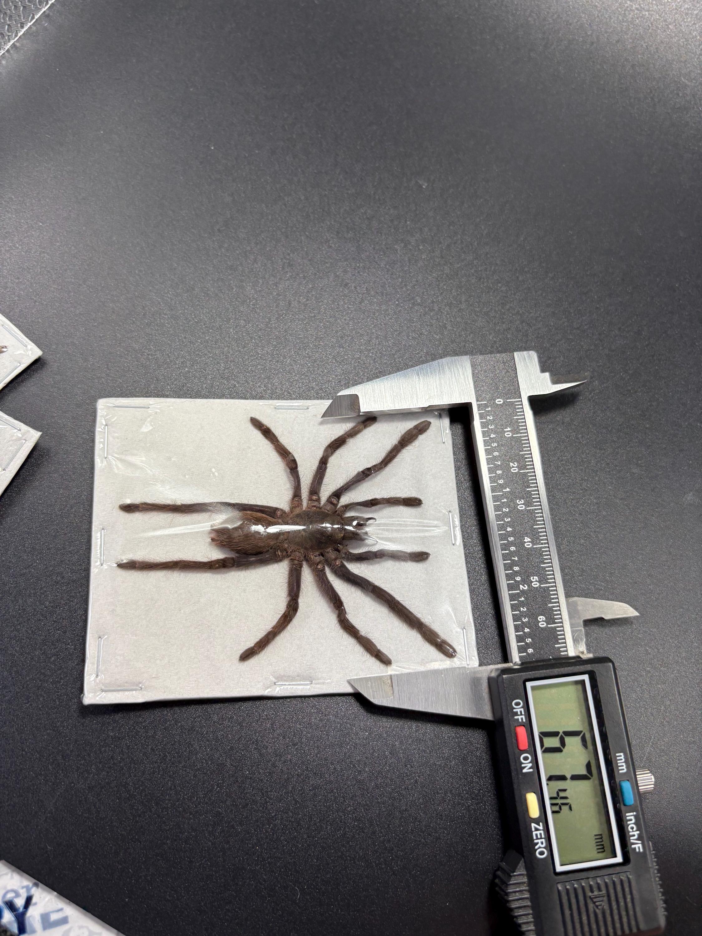 Java Yellow Kneed Tarantulas (selenocosmia Javanensis Dolichoplectra ...