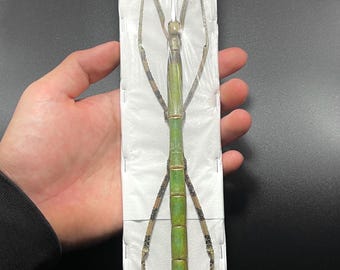 GIANT Stick Insect 'Nesiophasma' SPREAD Dead Specimen Huge legspan