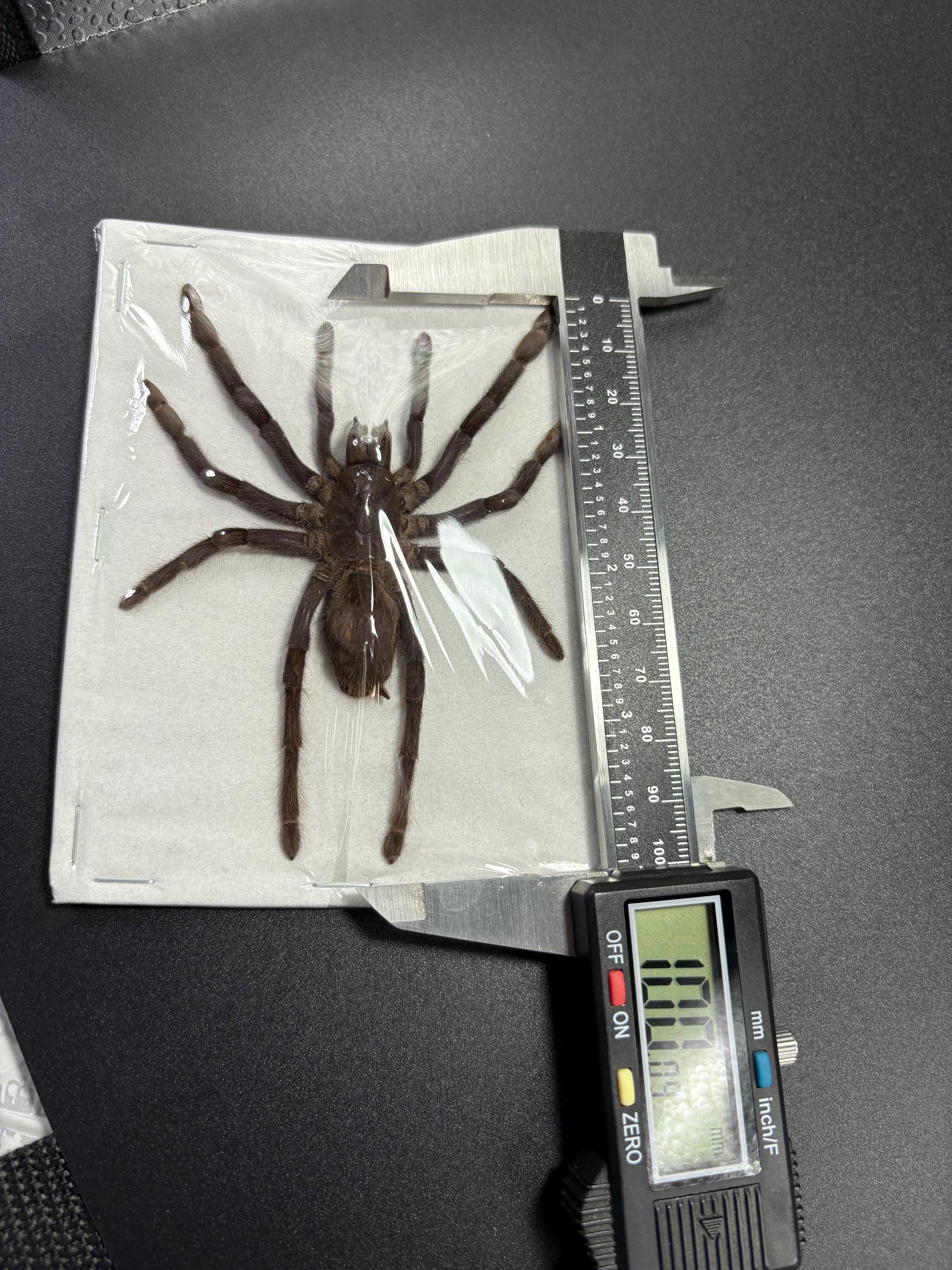 Java Yellow Kneed Tarantulas (selenocosmia Javanensis Dolichoplectra ...