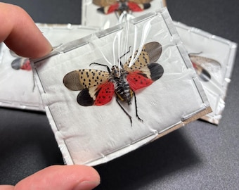 Spotted Lanternfly Lycorma Delicatula Real Spread Entomology Collectible Insect
