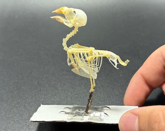 Javan Bird Lonchura maja Skeleton Real Preserved Taxidermy Bones articulated