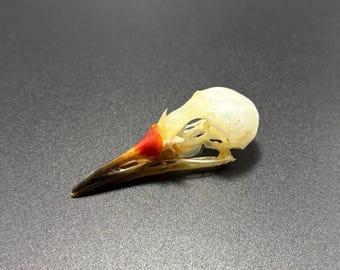 Real Waterhen Bird Skull oddity curiosity collectible specimen
