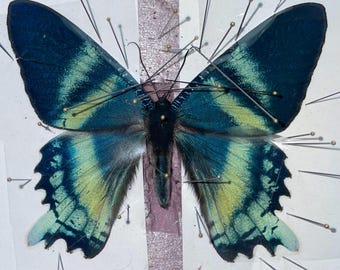 Alcides orontes, Dayflying moth, UNMOUNTED (wings closed), preserved, dried, real, papered specimen, A1/A-