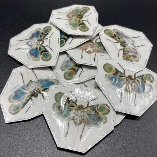 RareInsect - Etsy