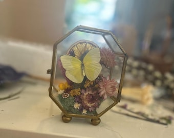 Terrario de mariposas preservadas con cristal — Cúpula de cristal botánica hecha a mano