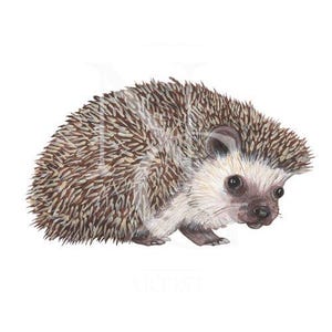 Clipart Hérisson qui marche | Illustration animalière à la gouache PNG | Collection Murmures des bois | Téléchargement d'art imprimable hérisson
