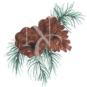Pine Cone Clip Art PNG – Woodland Forest Digital Download | Hand-Painted Winter Nature Art | Once Upon a Vixen
