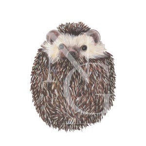 Clipart hérisson recroquevillé | Gouache chuchotements des bois Animal PNG | Illustration imprimable de hérisson | Art numérique à usage personnel