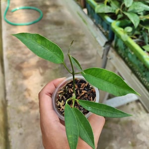 Hoya Gildingii Good Leaves And Flowers Quickly - Fast Shipping