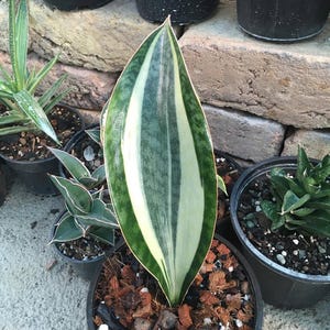 Sansevieria Masoniana White Variegated Unique Snake Plant Best Quality Plants