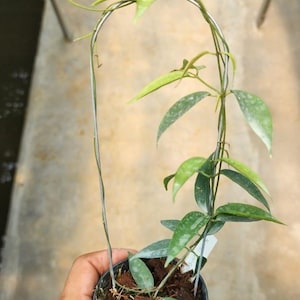 Hoya Exilis Good Leaves And Flowers Quickly - Fast Shipping