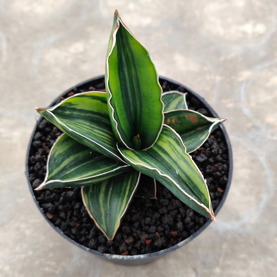 サンスベリア Sansevieria Samurai variegated Sansevieria Samurai