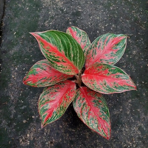 Aglaonema Pincut Colorful Leaf Indoor Plant