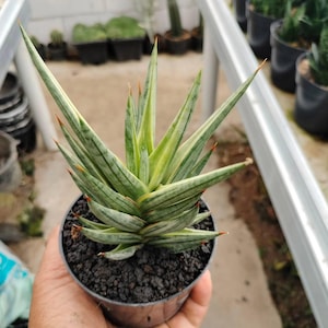 Sansevieria Francisii White Variegated Unique Snake Plant