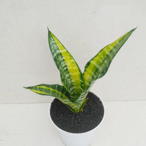 Sansevieria Futura America Unique Snake Plant