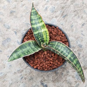 Sansevieria Fischeri Variegated Unique Snake Plant