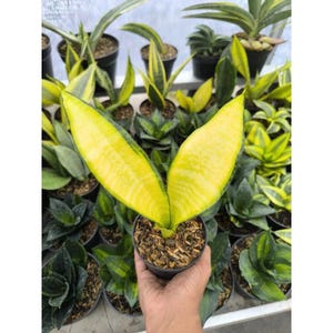 Sansevieria Futura Gold Unique Snake Plant