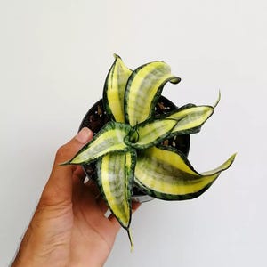 Sansevieria Golden Wendys Unique Snake Plant Best Quality Plants