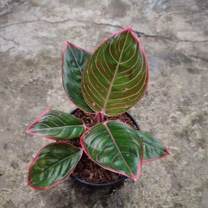 Aglaonema khanza - Etsy 日本