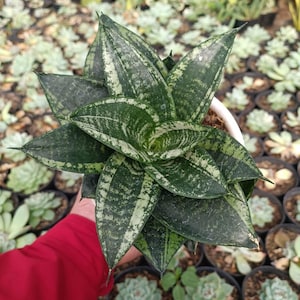 Sansevieria Hahnii Martin Unique Snake Plant Best Quality Plants