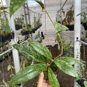 Hoya Lambii Splash Good Leaves And Flowers Quickly - Fast Shipping