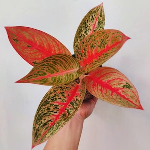 Aglaonema Red Legacy Beautiful Colors And Leaves