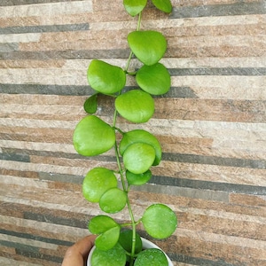 Hoya Kastbergii Good Leaves And Flowers Quickly - Fast Shipping
