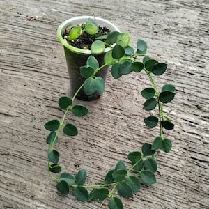 Hoya im08 Good Leaves And Flowers Quickly - Fast Shipping