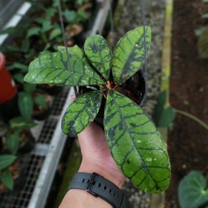 Hoya Callistophylla Black Cat Good Leaves And Flowers Quickly - Fast Shipping