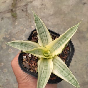 Sansevieria Gabriella White Variegated Unique Snake Plant