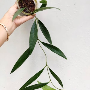 Hoya Sulawesiana Good Leaves And Flowers Quickly - Fast Shipping