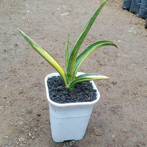 Sansevieria Midnight Fountain Variegated Unique Snake Plant