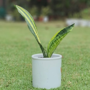 Sansevieria Aubrytiana Variegated Unique Snake Plant