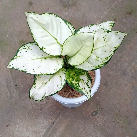 アグラオネマ スーパーホワイト 希少熱帯生植物 - Etsy 日本