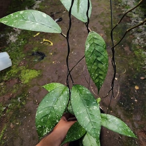 Hoya Sp Aceh Good Leaves And Flowers Quickly - Fast Shipping