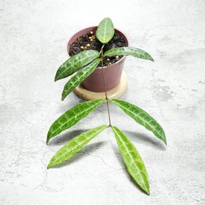 Hoya Hypolasia Good Leaves And Flowers Quickly - Fast Shipping
