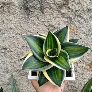 Sansevieria Pagoda Variegated Unique Snake Plant