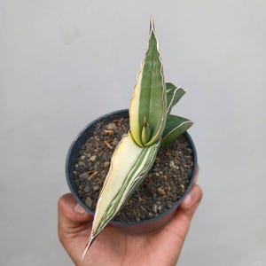 Sansevieria Robusta Dwarf White Variegated Snake Plant