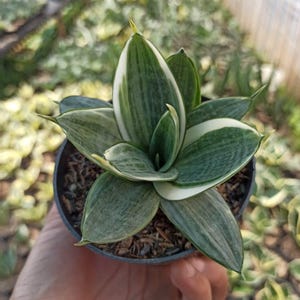 Sansevieria Silver Frost Unique Snake Plant Best Quality Plants