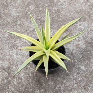 Sansevieria Gracillima Variegated Unique Snake Plant