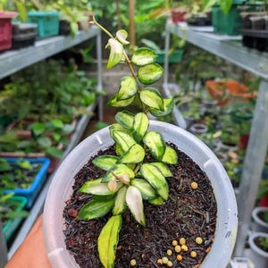Hoya Lacunosa Bruno Gute Blätter Und Blumen Schnell - Schneller Versand