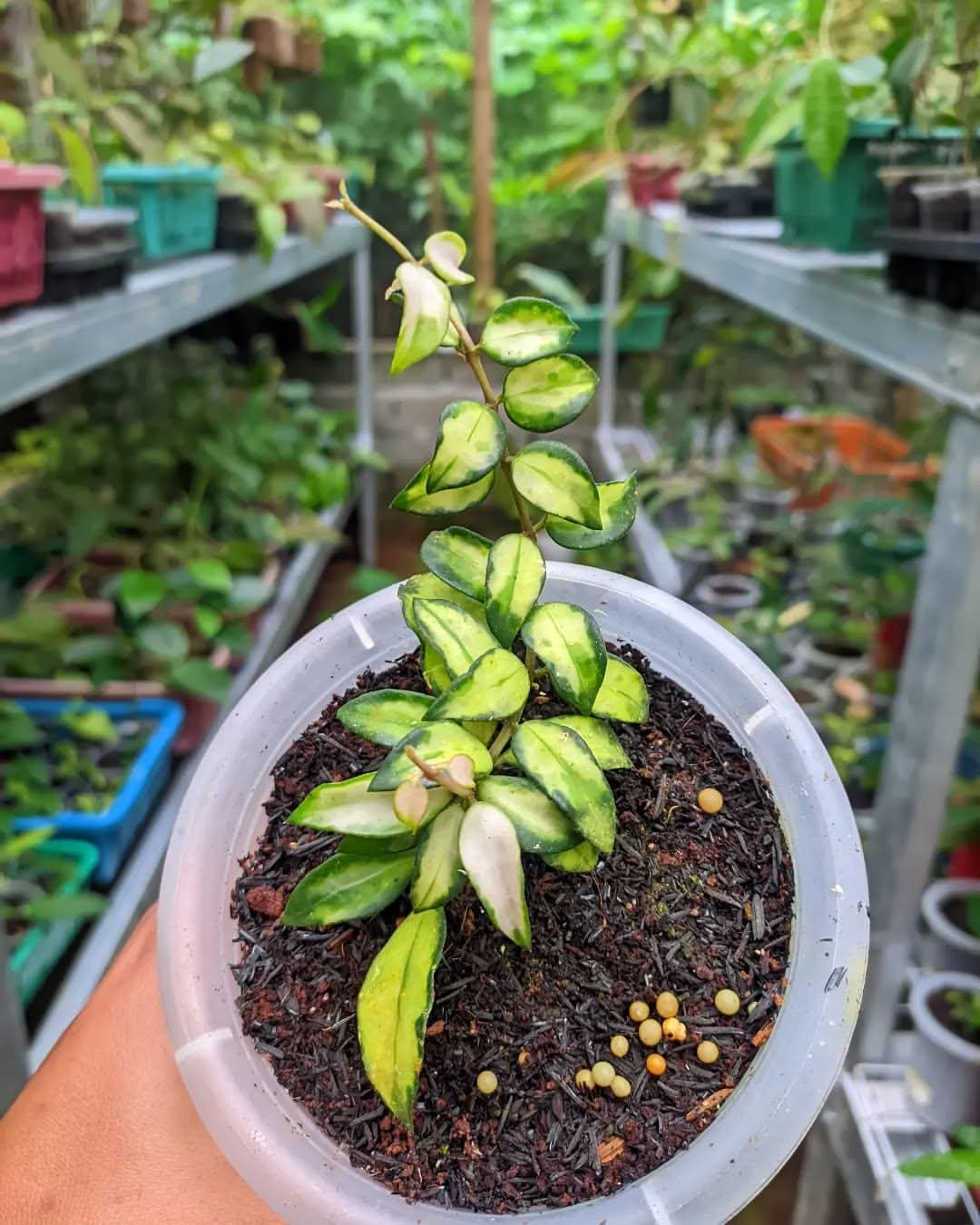 No.3＊Hoya ＊ ホヤ ＊ ラクノーサ ＊ lacunosa Bruno Hoya Lacunosa Bruno ホヤ ラクノーサ ブルーノ 斑入り ホヤ植物