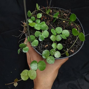 Hoya Peltata Good Leaves And Flowers Quickly - Fast Shipping