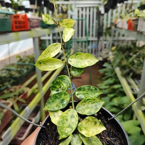 Hoya Lacunosa Amarilo Good Leaves And Flowers Quickly - Fast Shipping