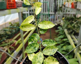 Hoya lacunosa minara カット苗 Hoya lacunosa minara カット苗 Hoya Lacunosa Minara - Aroid Nursery