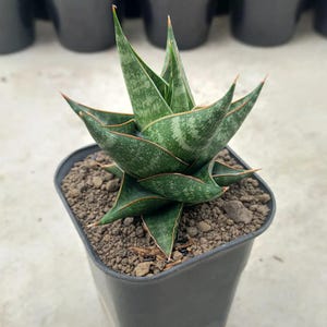 Sansevieria Hybrid Prabu Unique Snake Plant