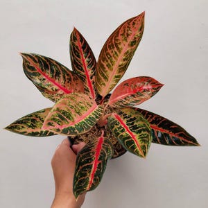 Aglaonema Pride Of Sumatra Beautiful Colors And Leaves