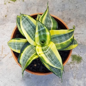 Sansevieria Trifasciata Golden Hahnii Unique Snake Plant Best Quality Plants